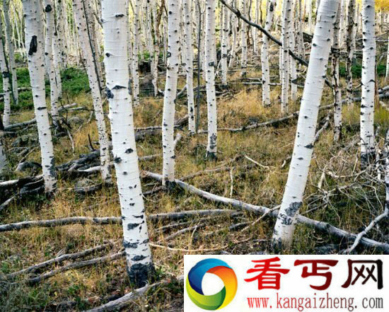 盘点地球上那些古老的树木 千年时间竟是低龄