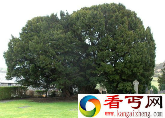 盘点地球上那些古老的树木 千年时间竟是低龄