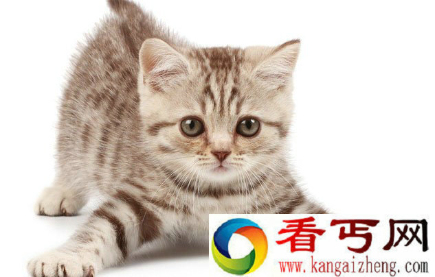 加拿大一猫咪咖啡馆开业 可爱猫咪抚慰人心