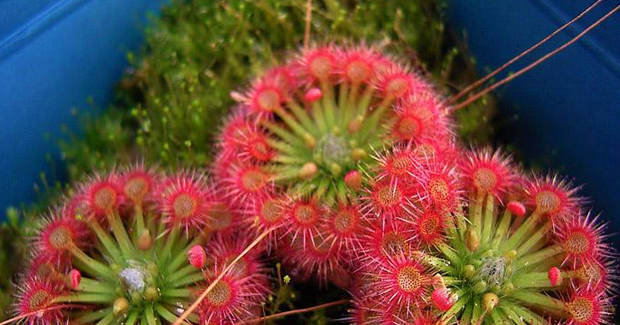 对世界上有吃人植物产生怀疑