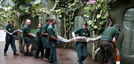 英国动物园7管理员抬7米长巨蟒做检查