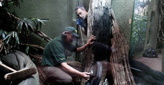 英国动物园7管理员抬7米长巨蟒做检查