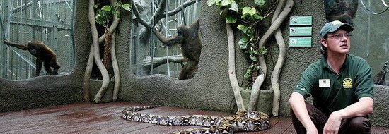 英国动物园7管理员抬7米长巨蟒做检查