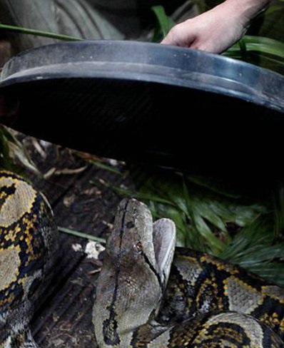 英国动物园7管理员抬7米长巨蟒做检查