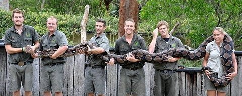 澳大利亚14岁6.4米长的超级贝蒂网纹巨蟒