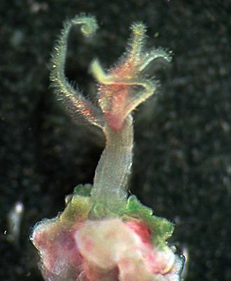 美国海域鲸鱼尸体中发现数种新蠕虫