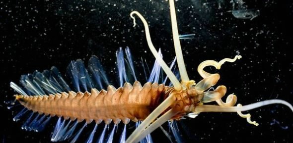 菲律宾深海发现长有八条触手奇异蠕虫