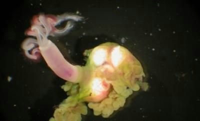 “僵尸蠕虫”以食用海底死亡鱼类和鲸类尸骨为生