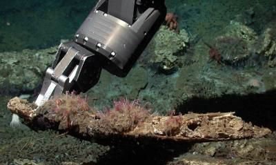 “僵尸蠕虫”以食用海底死亡鱼类和鲸类尸骨为生