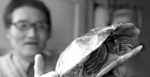 宠物乌龟认得归家路 离家三星期自己爬回来