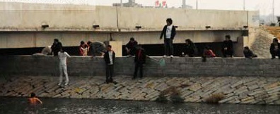 福建晋江百余乌龟爬上岸现奇观引瞩目