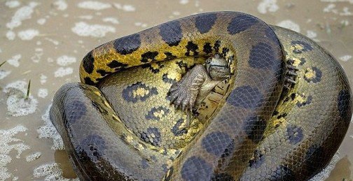 巨大的水莽巨大的水莽幼龟 其靠坚硬外壳自护撑几分钟