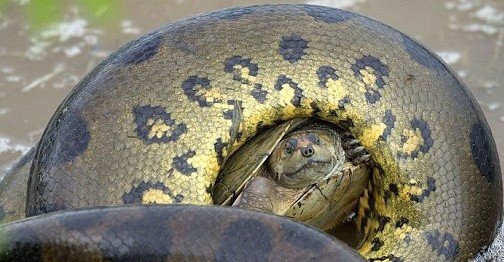 巨大的水莽巨大的水莽幼龟 其靠坚硬外壳自护撑几分钟