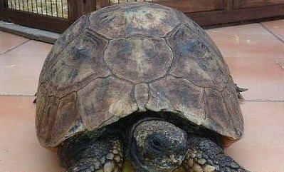 英国现史上最年长长寿乌龟 生于1882年至今130岁