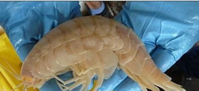 新西兰发现世界体型最大深海虾体长可达28厘米被称为“超级巨人”