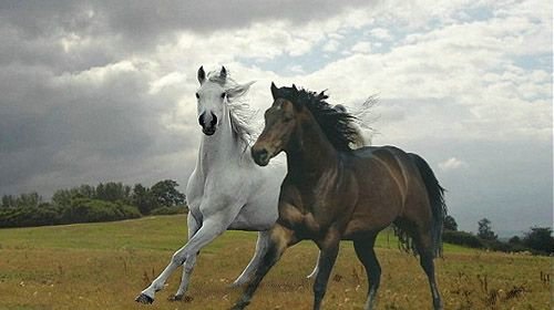 德国农场两匹马遭男子性侵 变态行为却十分罕见