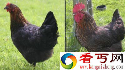 [图文]英国母鸡突然变性成公鸡 概率仅为万分之一