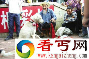 [图文]神奇!青岛一小狗顿顿要吃肉 会算20以内加减乘除