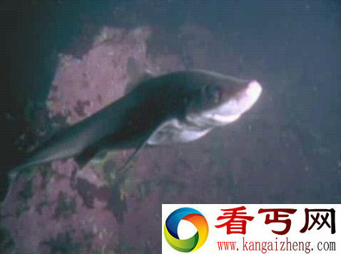 [多图]罕见!红色巨型章鱼捕食鲨鱼全过程