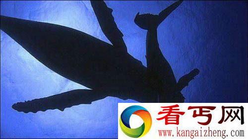[多图]纪录片拍到少见驼背鲸护幼子画面 尽现母子情深
