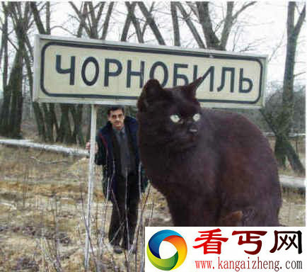 [图文]世界最大的猫因辐射造就1岁重689磅变的巨大无比