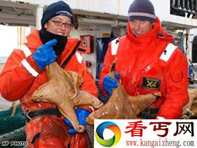 [图文]科学家在南极发现巨型水母和巨型海星等大型生物