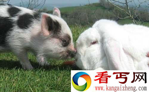 [图文]英国农场猪和兔子成形影不离好友同吃住