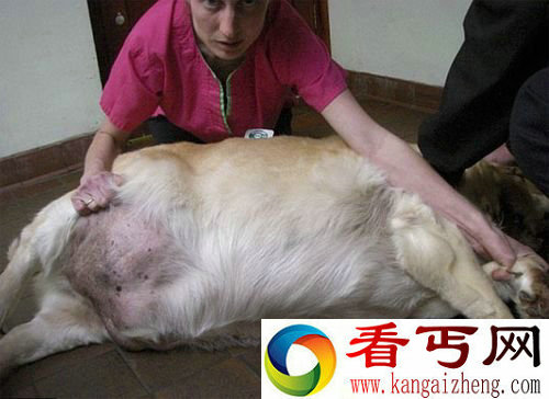 [图文]英国最胖的狗正在减肥 体重140斤几乎不能走