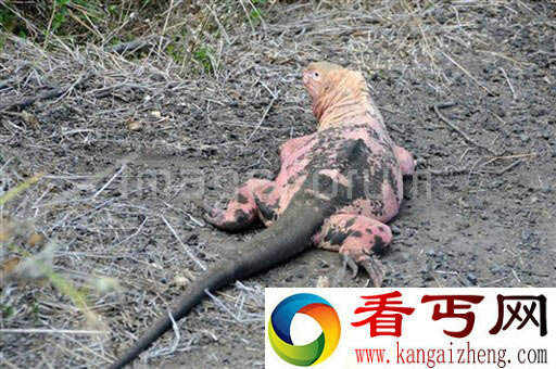 [图文]厄瓜多尔发现新物种粉红色的鬣蜥