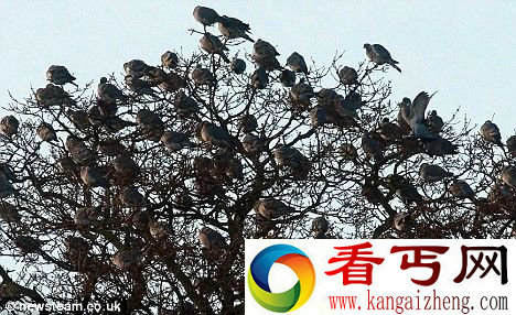 [图文]英国斑鸠落满树冠成独特风景 认为是不吉利的事情