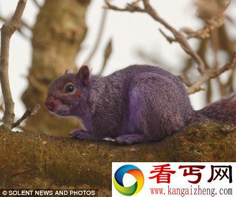 [图文]英国一小学发现紫色松鼠毛色之谜尚无定论