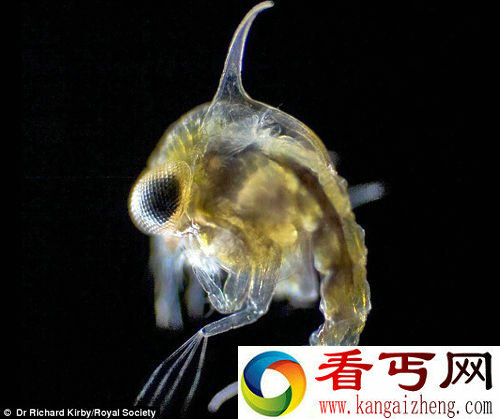 [图文]令人惊叹的深海浮游生物