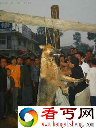 [多图]盘点全球兽性大发的动物们如何袭击人类