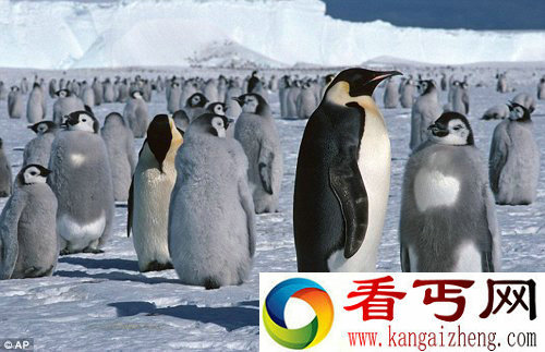 [图文]科学家用卫星追踪南极帝企鹅粪便 监测帝企鹅种群的活动