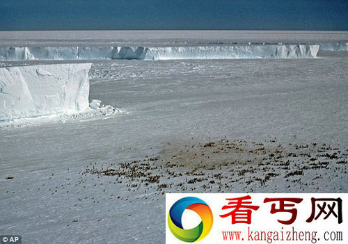 [图文]科学家用卫星追踪南极帝企鹅粪便 监测帝企鹅种群的活动
