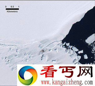 [图文]科学家用卫星追踪南极帝企鹅粪便 监测帝企鹅种群的活动