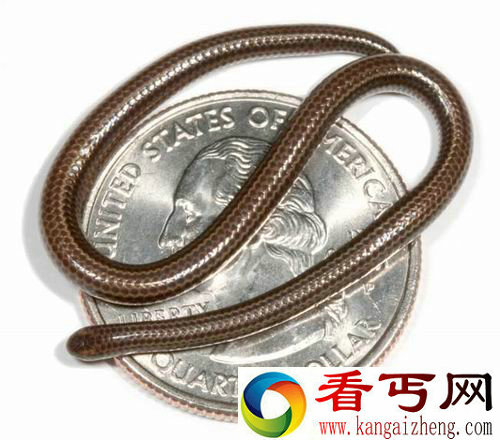 [多图]关于蛇的七大神秘事实 你知道哪些？