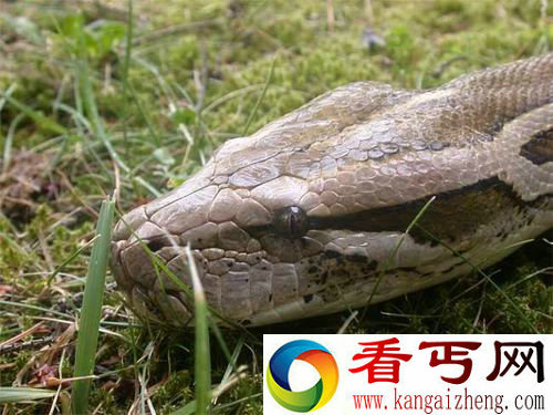 [多图]关于蛇的七大神秘事实 你知道哪些？