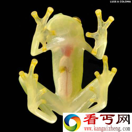 [多图]南美洲大陆发现新物种