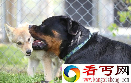 [图文]美国一只大黑狗成遭弃狼崽养父 形影不离