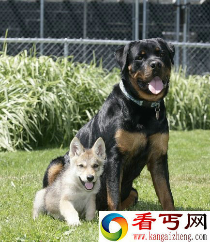 [图文]美国一只大黑狗成遭弃狼崽养父 形影不离