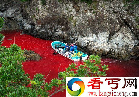 [多图]日本渔村每年捕杀2000海豚 场面血腥恐怖