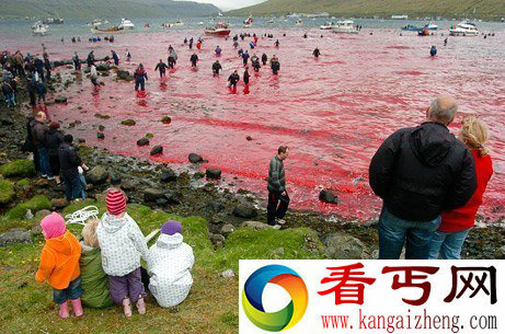 [多图]日本渔村每年捕杀2000海豚 场面血腥恐怖