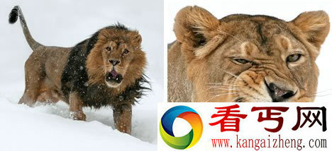 [多图]盘点十大大型猫科动物有哪些
