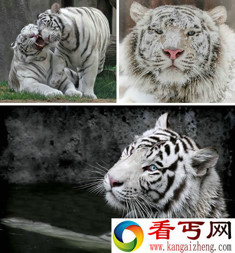 [多图]盘点十大大型猫科动物有哪些