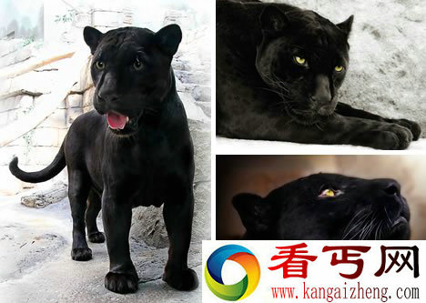 [多图]盘点十大大型猫科动物有哪些