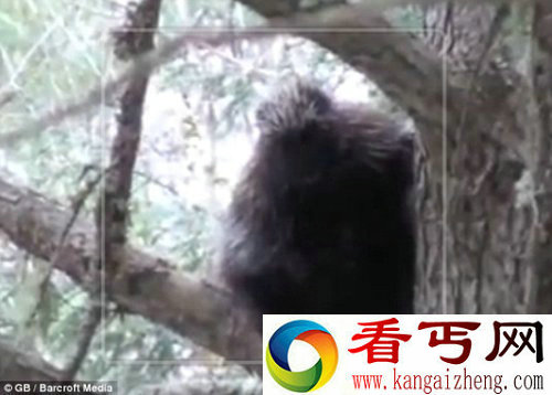 [图文]美国家庭拍到神秘怪物疑似大脚怪 引发种种猜测