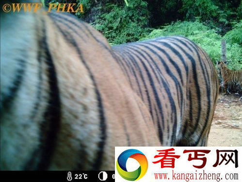 [图文]科研人员在野外拍到罕见的苏门答腊虎