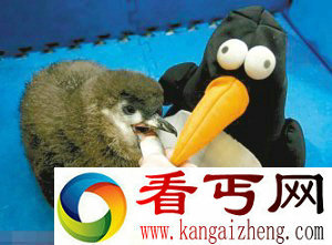 [图文]企鹅宝宝与家人分离将玩具当兄弟 感情深厚