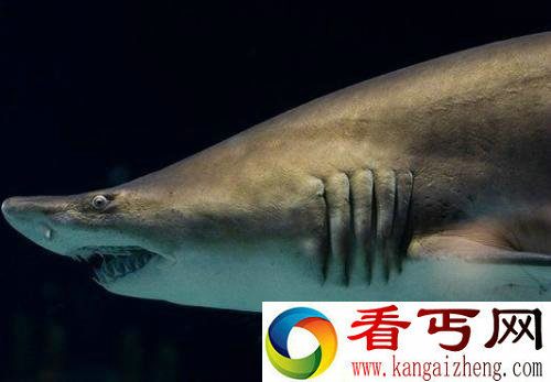 [多图]动物界的十大血腥秘密